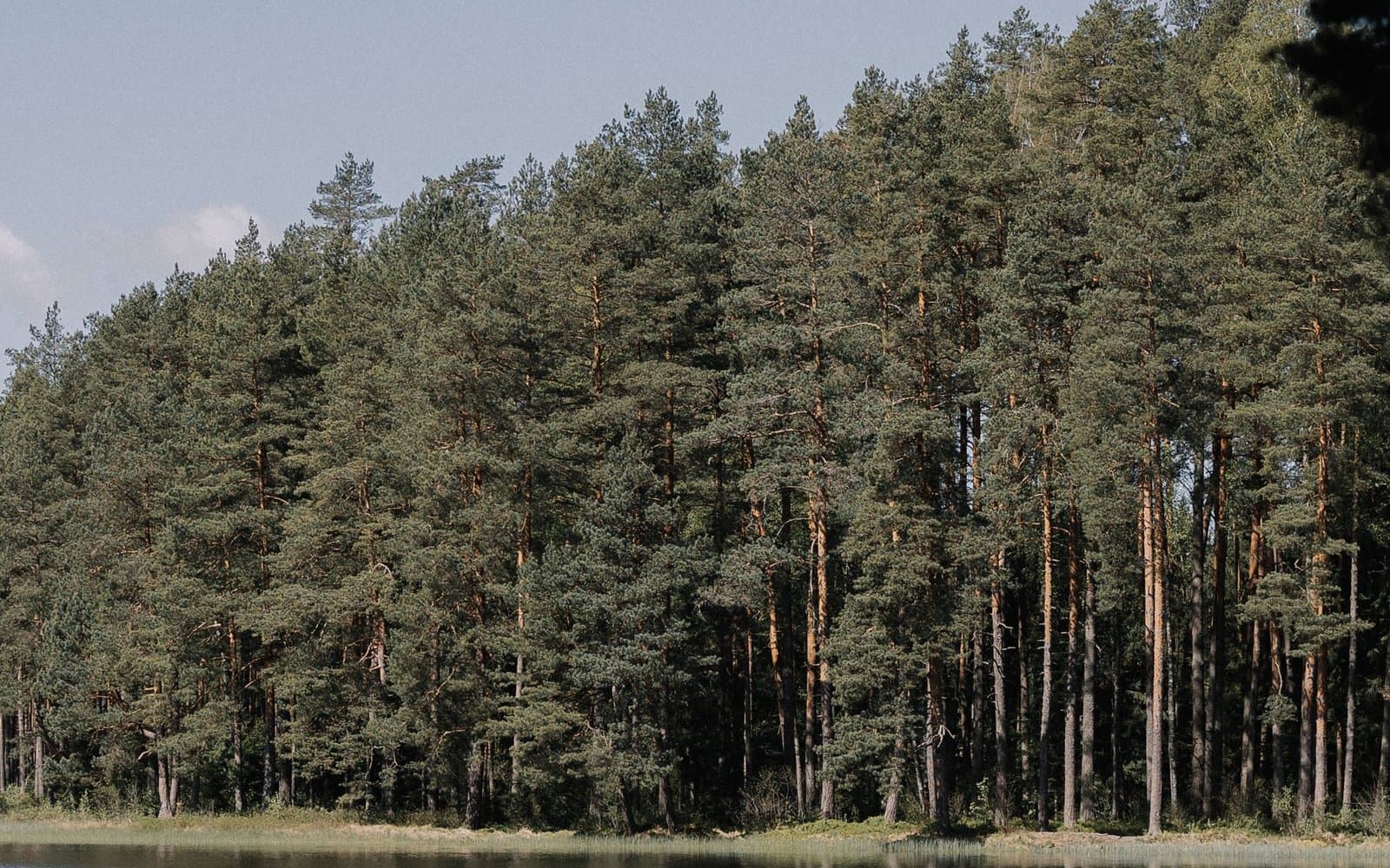 Sosnowy las nad brzegiem Zalewu Koronowskiego, drzewa odbijające się w spokojnej wodzie
