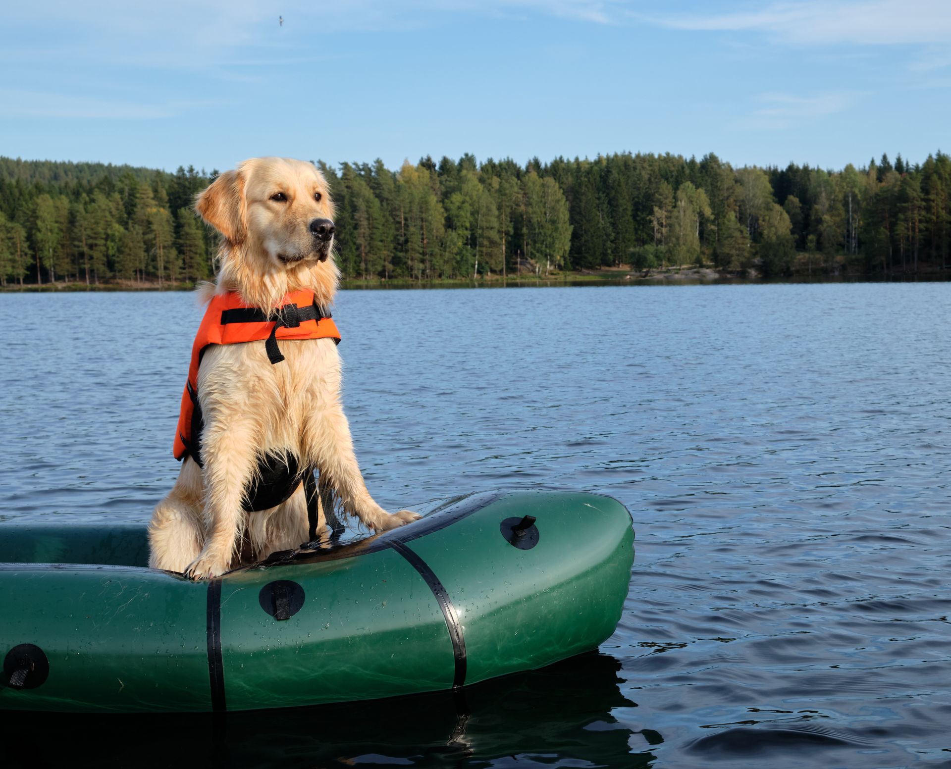 A golden retriever in an orange life jacket sitting on the tube of an inflatable boat on a forest lake
