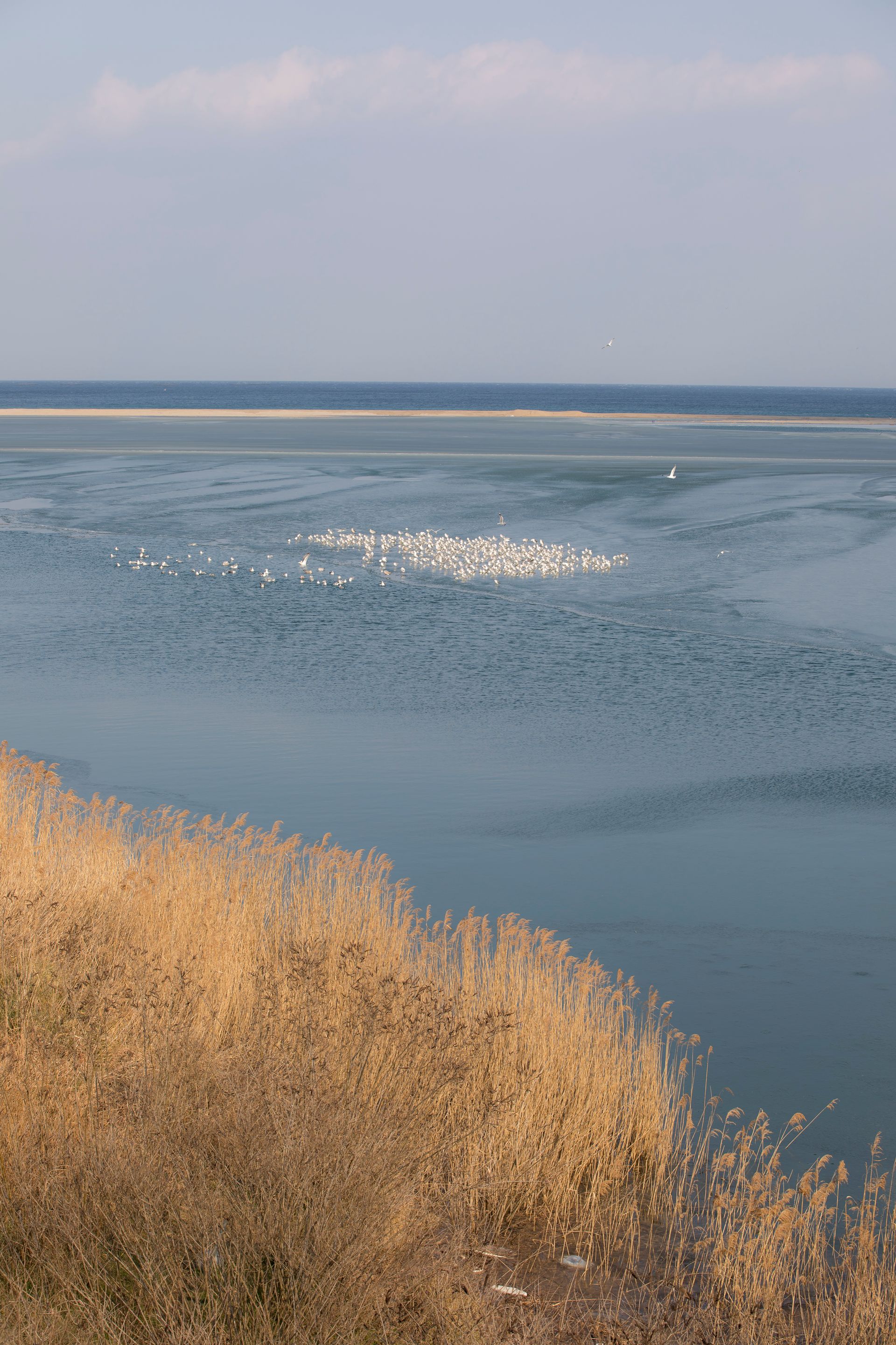Płytka laguna z ptakami na wodzie, złote trzciny na pierwszym planie, za piaszczystą mierzeją otwarte morze